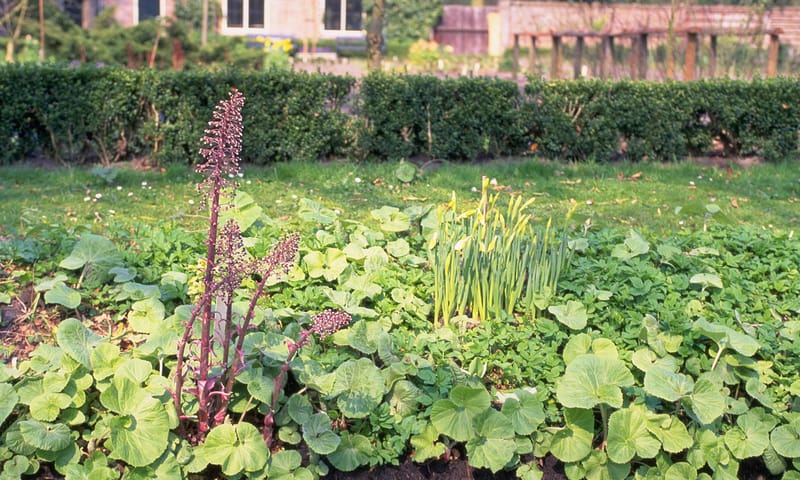 welk onkruid is dit - groot hoefblad