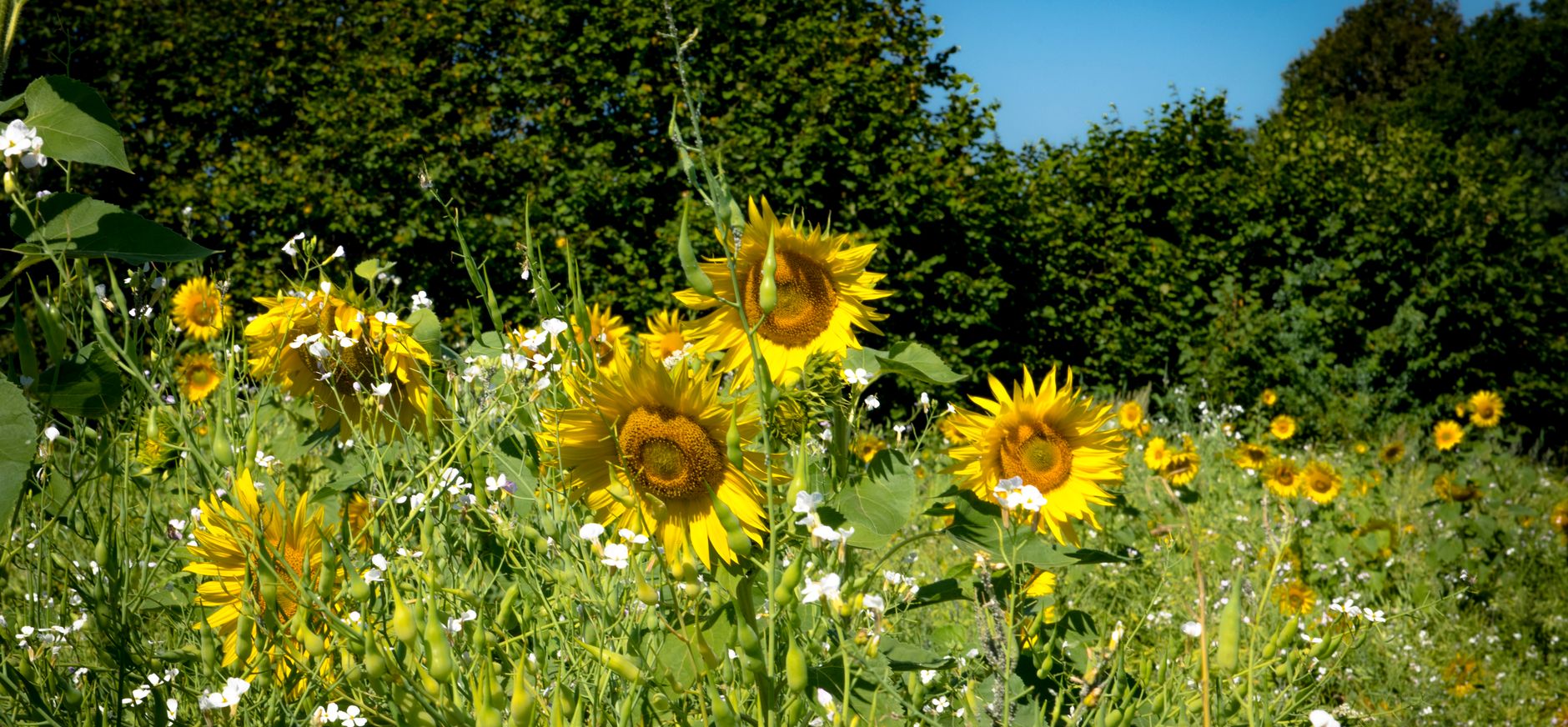 Groene akker met zonnebloemen in natuurgebied Lindermaten Groene akker met zonnebloemen in natuurgebied Lindermaten