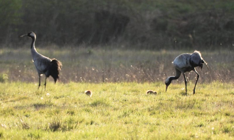 Kraanvogelkuikens in het Korenburgerveen