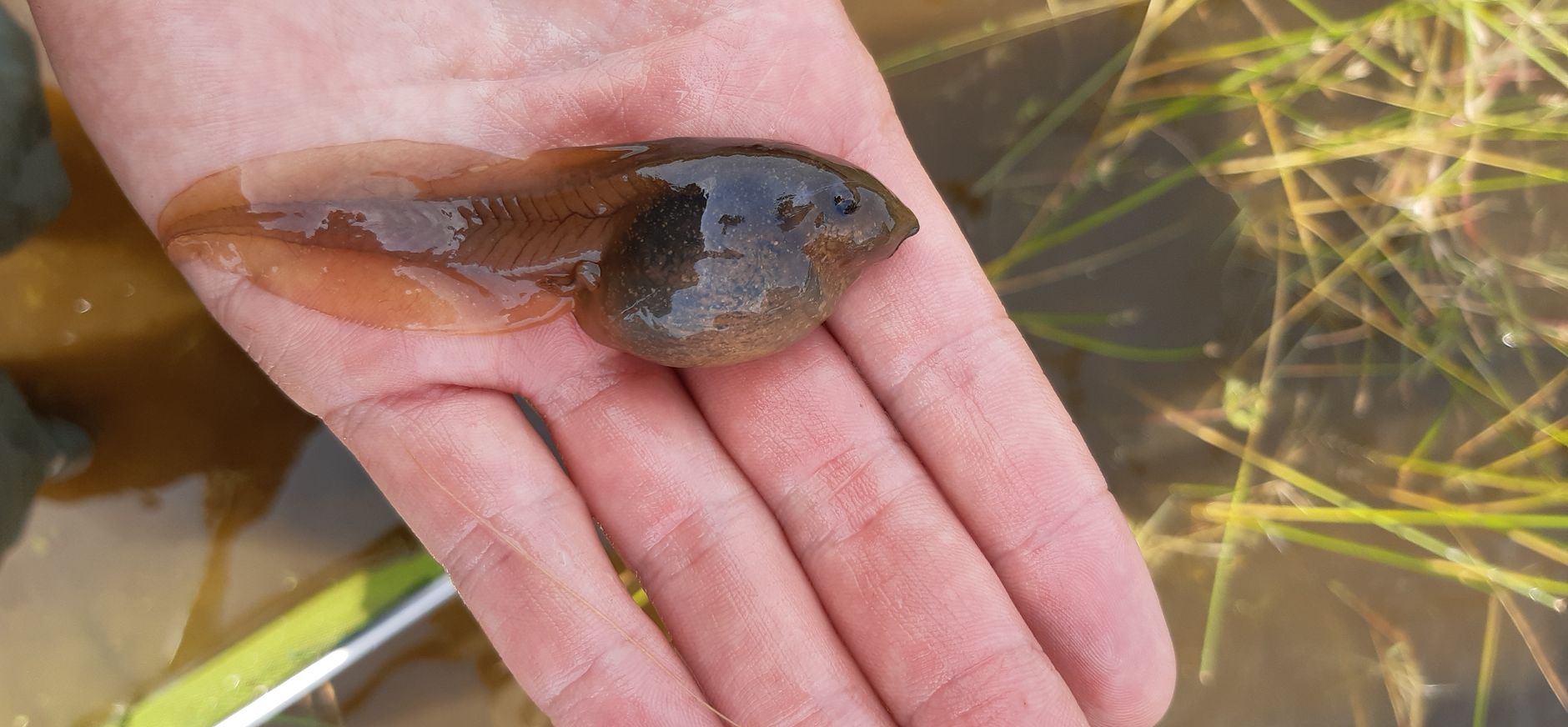 grote dikkop van knoflookpad