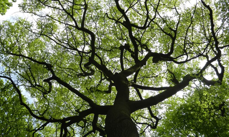 Boswandeling met oude beuk