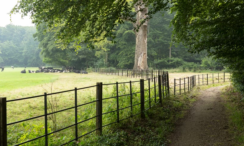 Beuken op Boekesteyn