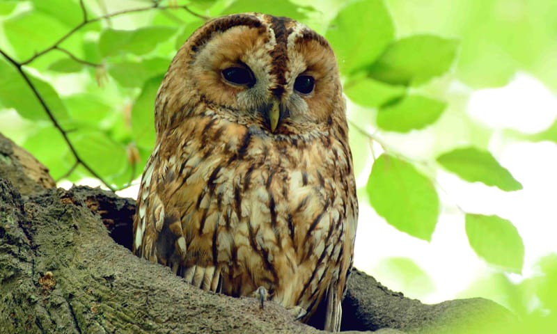 Bosuil in het bos