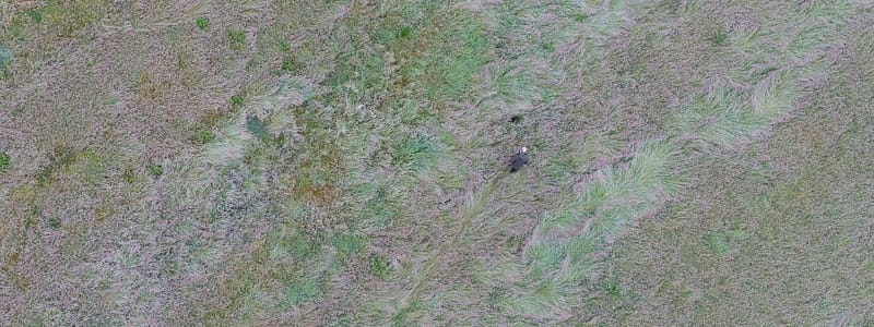 Dronefoto van een verstopt reekalfje in het hoge gras