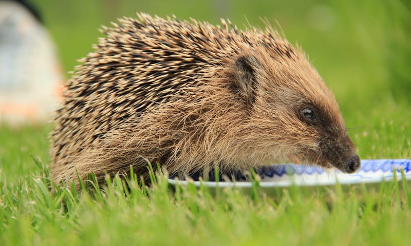 Egel