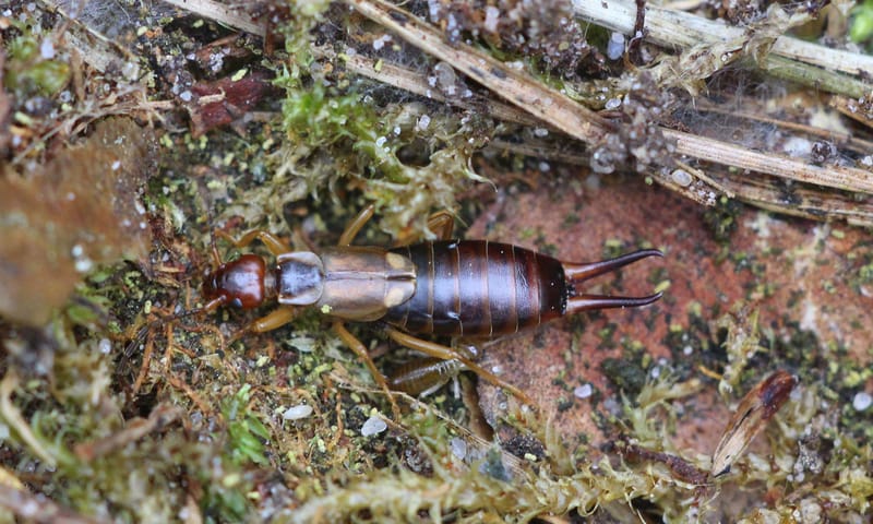Oorworm