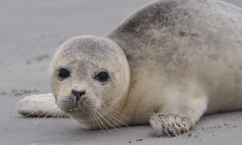 Gewone zeehond Schiermonnikoog