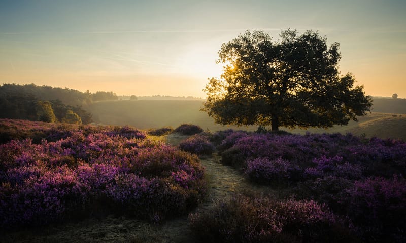 Bloeiende heide Veluwezoom
