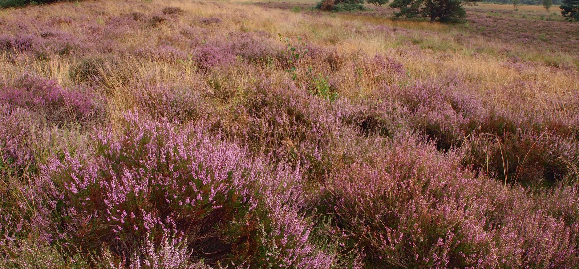 Herstel heide en biodiversiteit Planken Wambuis