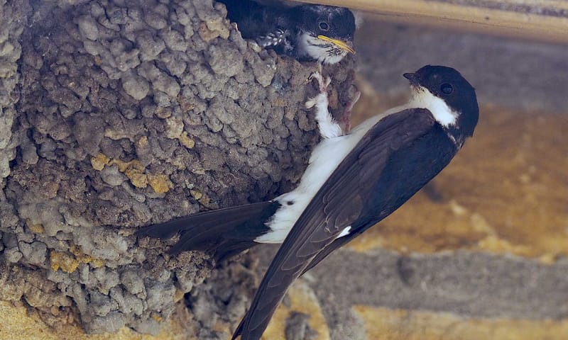 Huiszwaluw Huiszwaluw