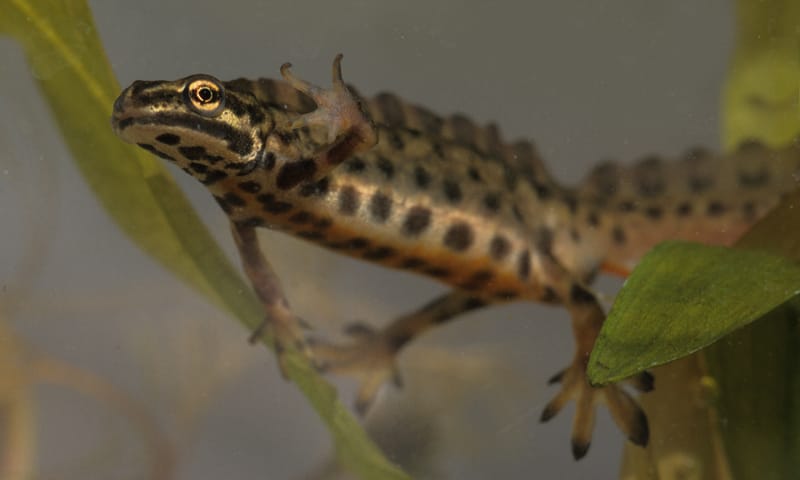 Kleine watersalamander