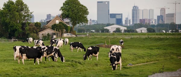Koeien bij Rotterdam