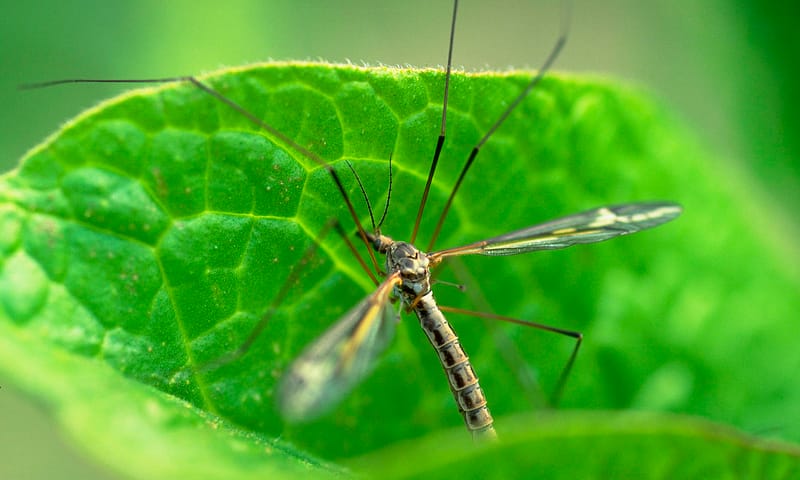 Langpootmug dieren in de tuin