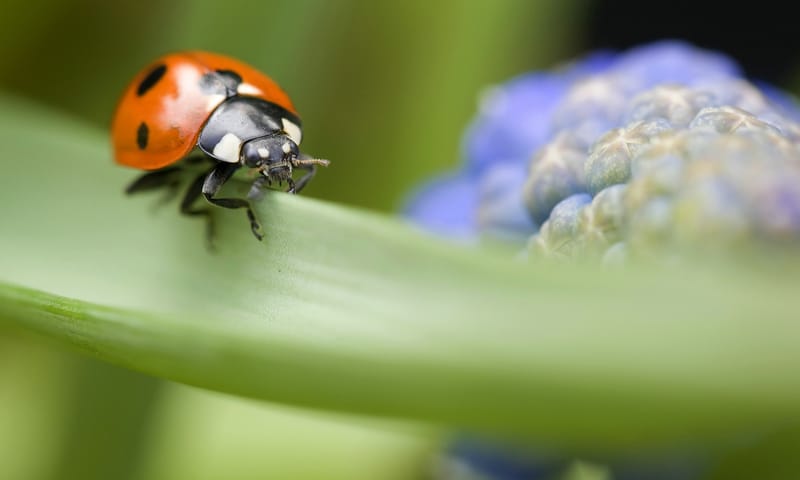 Zevenstippelig lieveheersbeestje