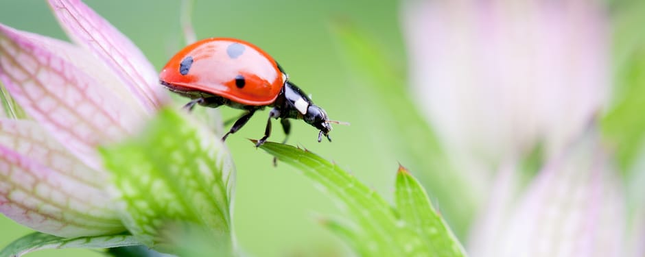 Zevenstippelig lieveheersbeestje