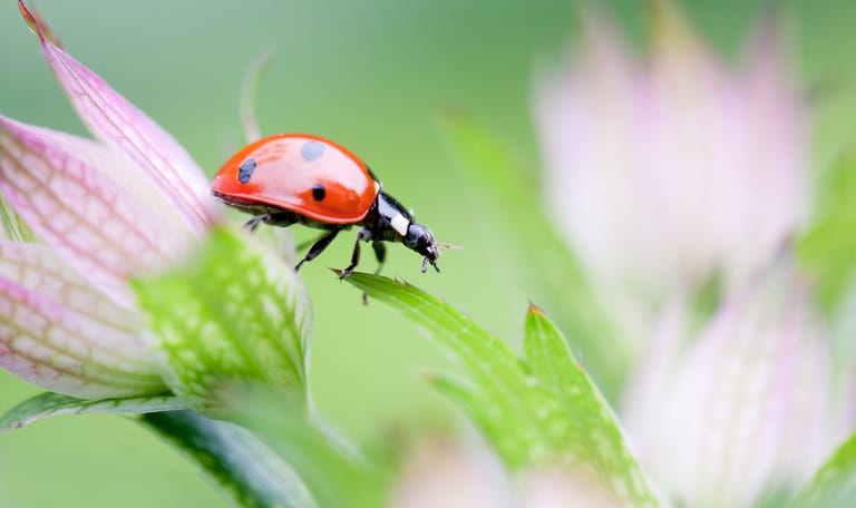 Zevenstippelig lieveheersbeestje