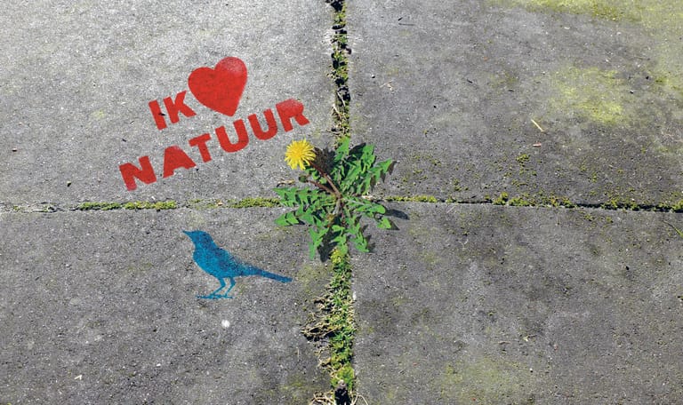 Sjabloon van OERRR - welk onkruid is dit