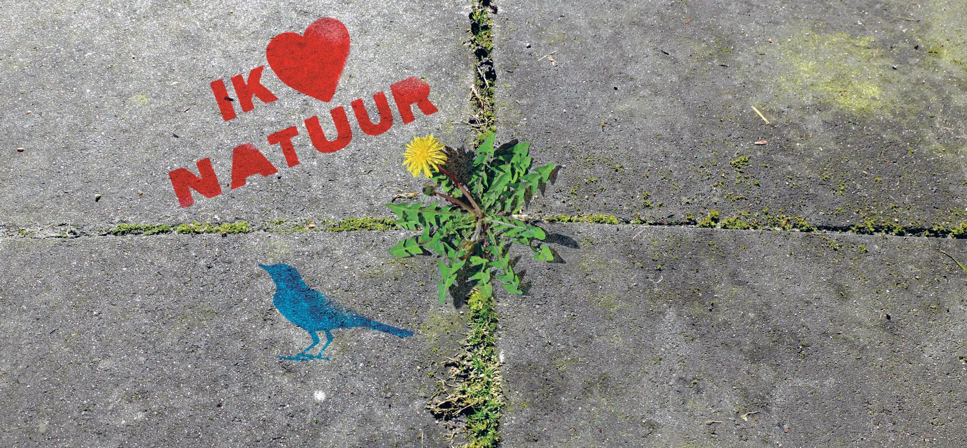 Sjabloon van OERRR - welk onkruid is dit