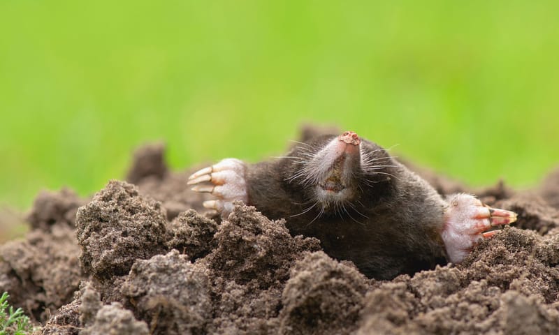 Mol