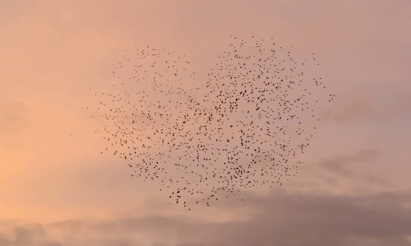 Love is in the air Schiermonnikoog