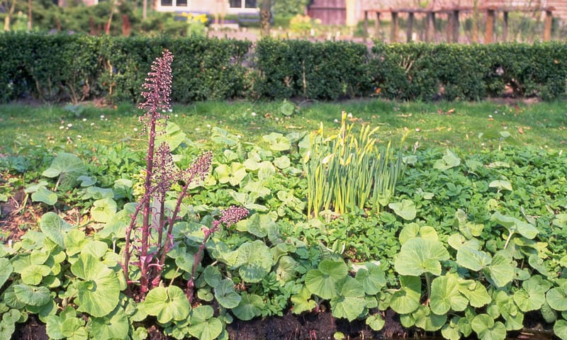 welk onkruid is dit - groot hoefblad