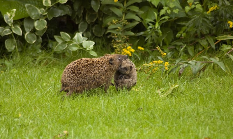 Egel Dieren herkennen