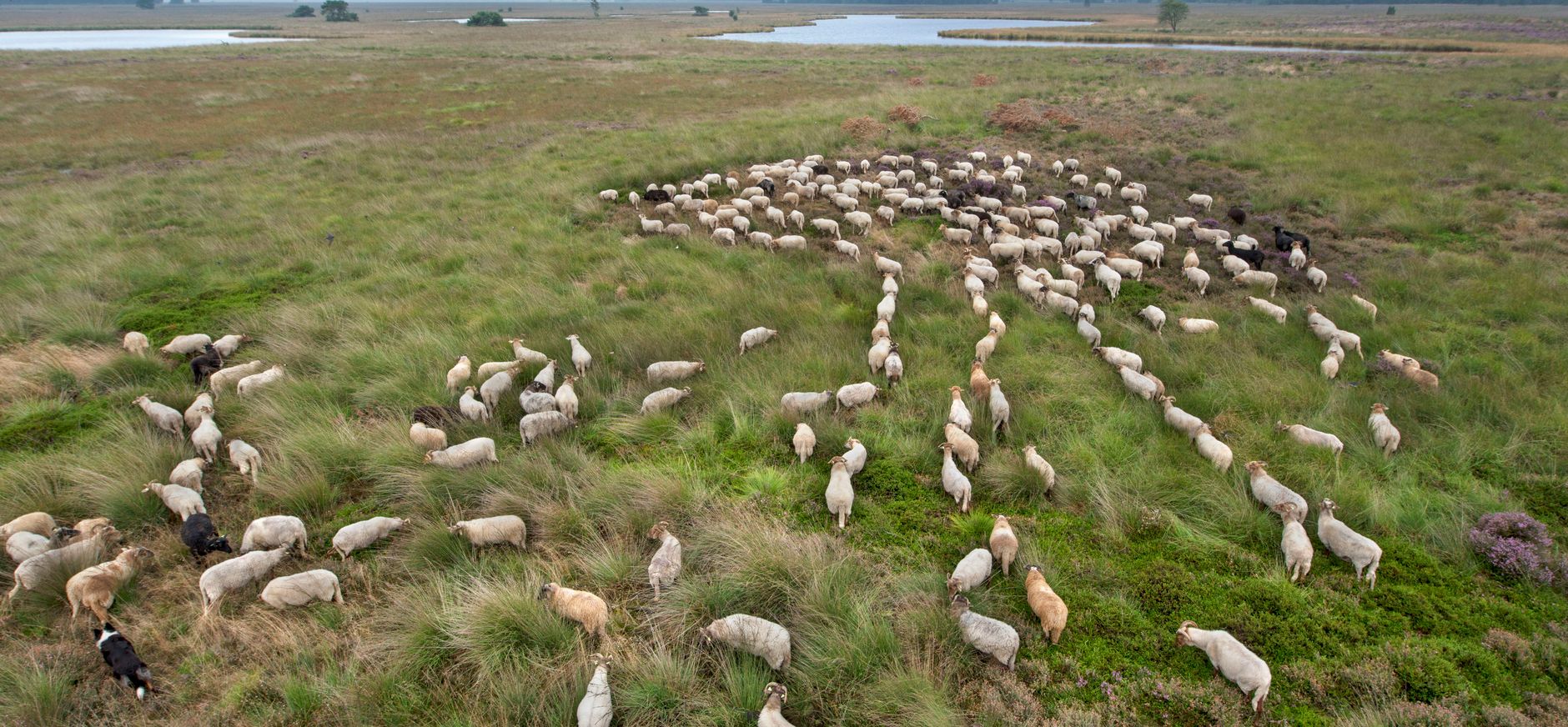 Heideschapen op het Dwingelderveld