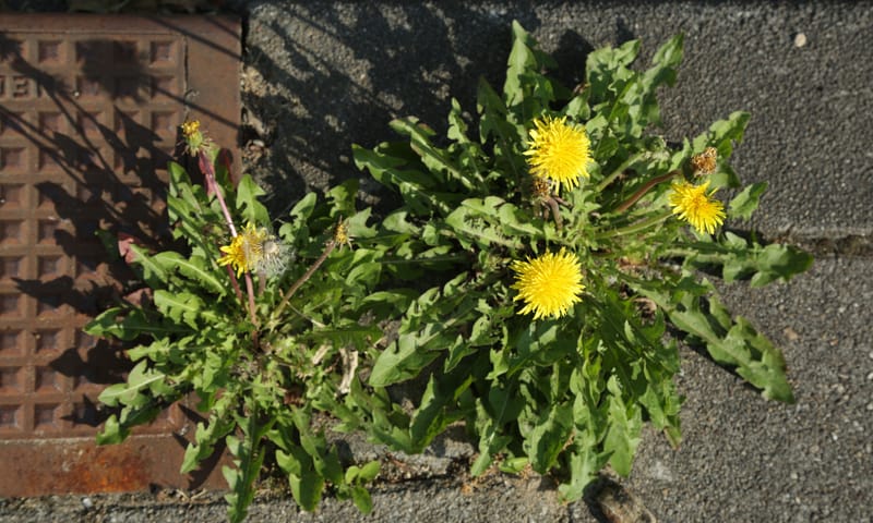 Paardenbloem