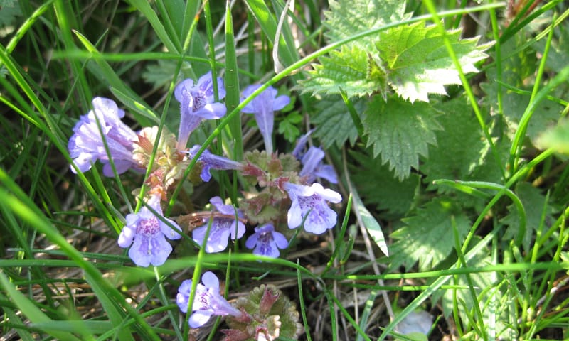 paars onkruid hondsdraf