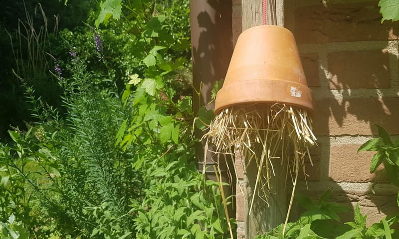 Hotel voor oorwurmen