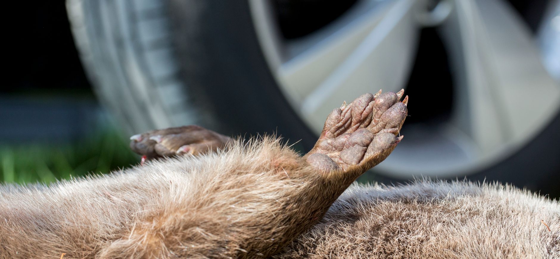 Aangereden otter