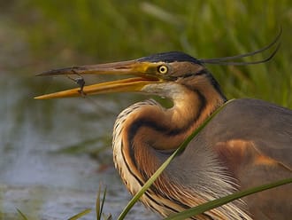 Purperreiger