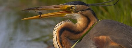 Purperreiger