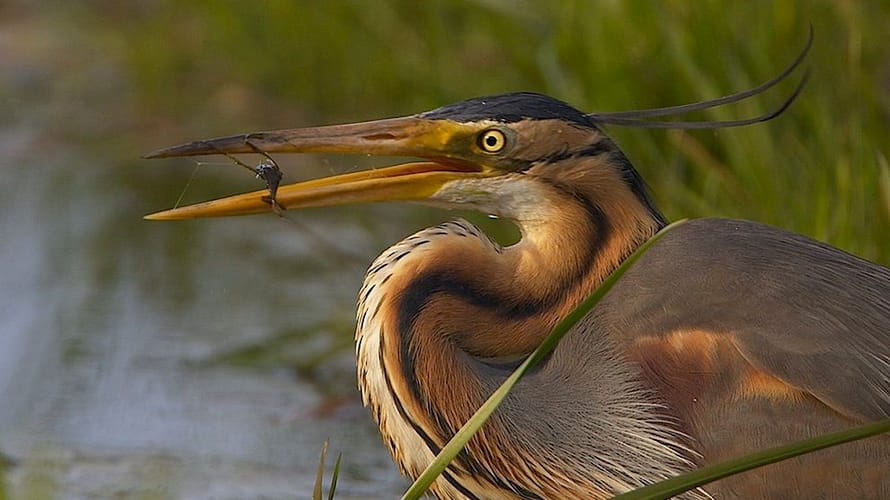 Purperreiger