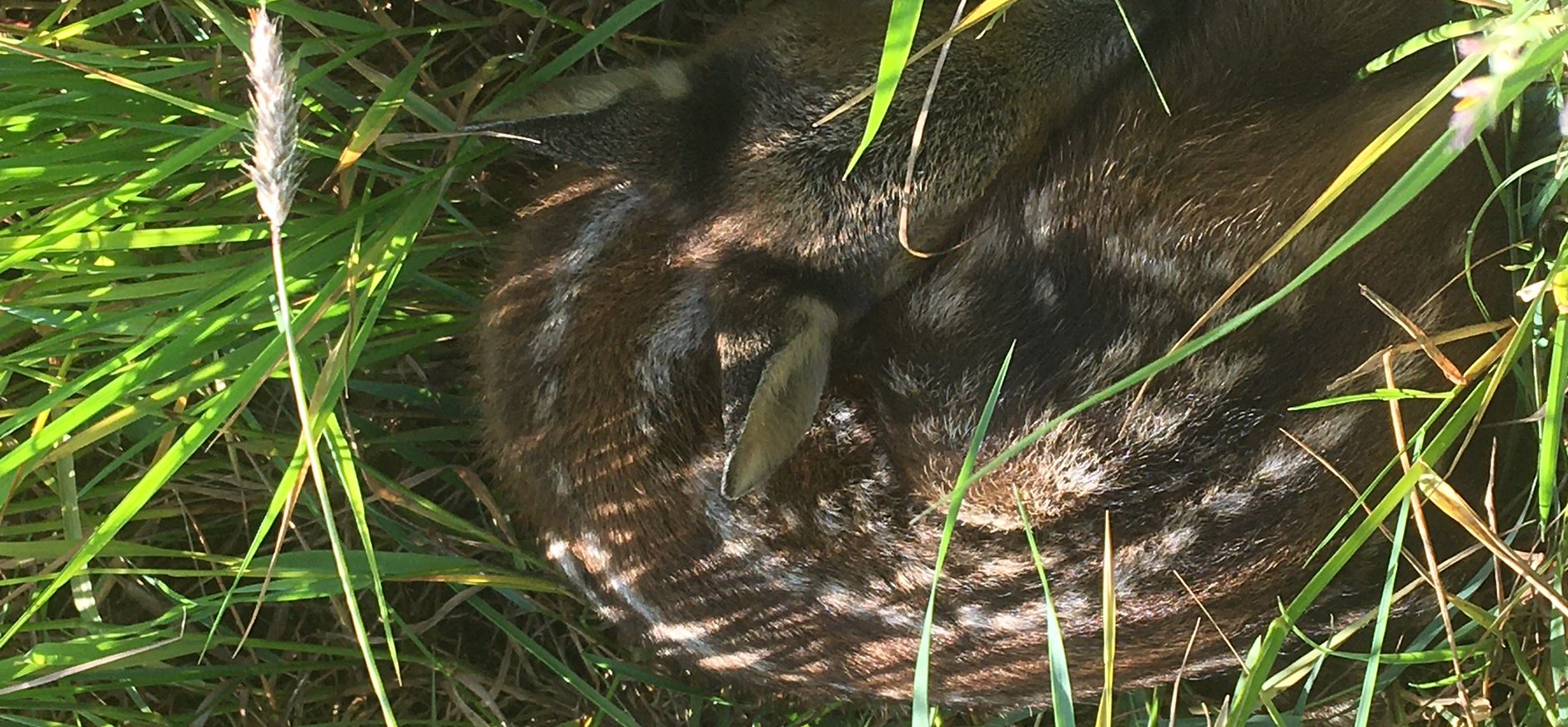 Reekalfjes gered dankzij inzet drone