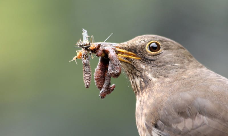 Merel met insecten en regenworm in de snavel