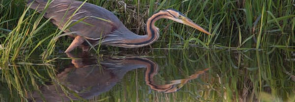 Purperreiger