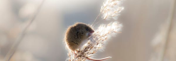 Dwergmuis