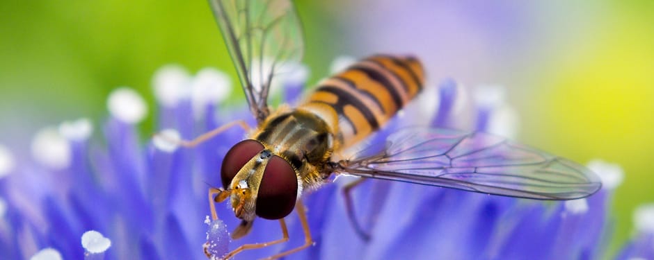 Snorzweefvlieg tuindieren