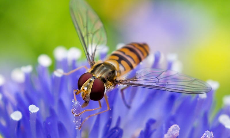 Snorzweefvlieg tuindieren