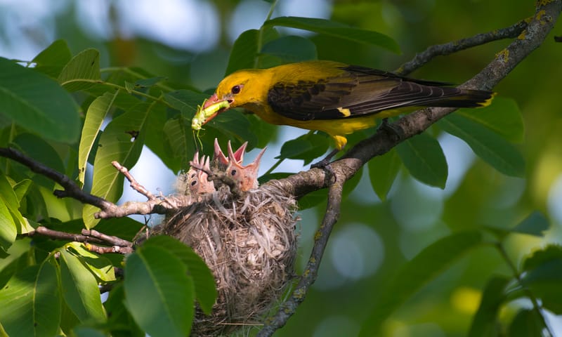 Wielewaal voedt jongen met sprinkhaan