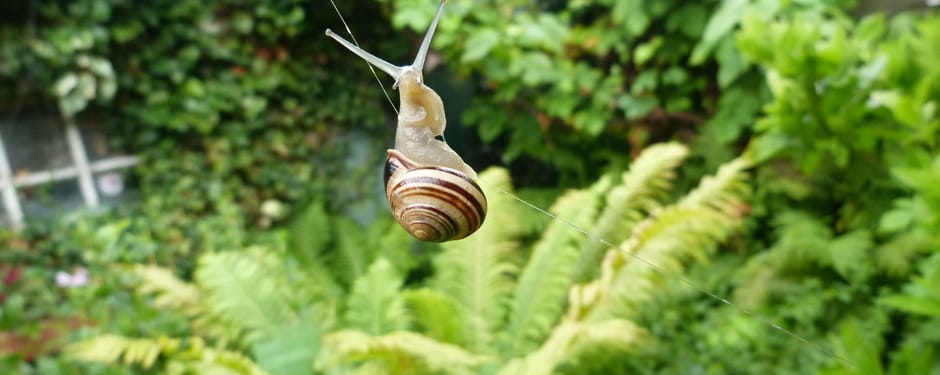 Witgerande tuinslak