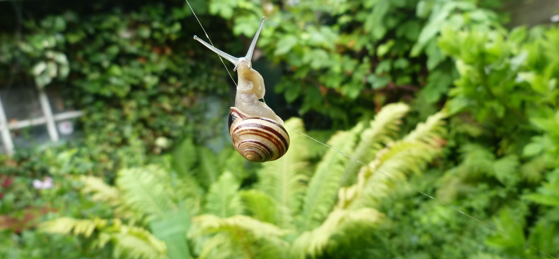 Witgerande tuinslak