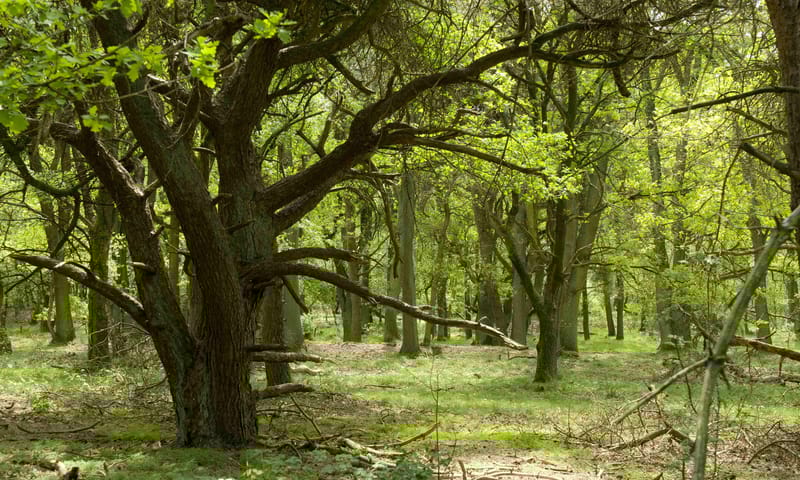 Wodanseiken in bossen Wolfheze