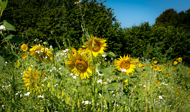 Groene akker met zonnebloemen in natuurgebied Lindermaten