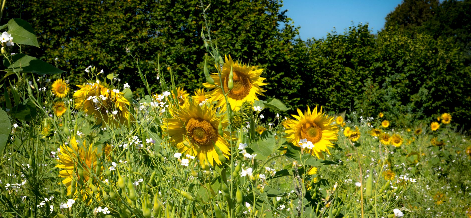 Groene akker met zonnebloemen in natuurgebied Lindermaten Groene akker met zonnebloemen in natuurgebied Lindermaten