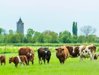 Koeien op landgoed Haarzuilens