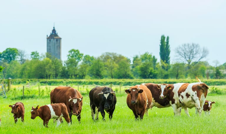 Koeien op landgoed Haarzuilens