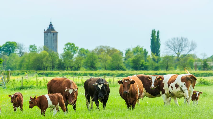 Koeien op landgoed Haarzuilens