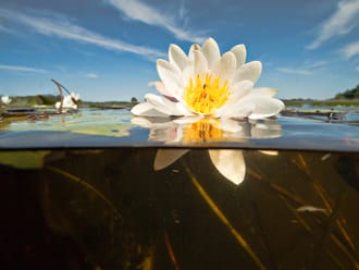 Witte waterlelie